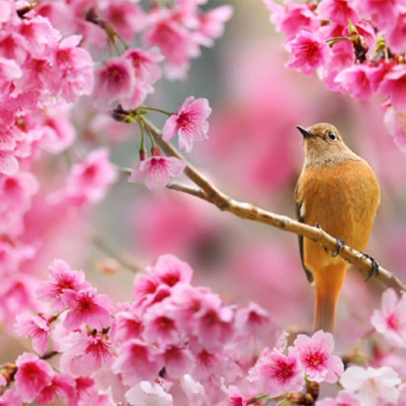 Bird on a cherry blossom branch in bloom